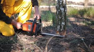 Best Stump Grinding and Removal  in Winton, CA