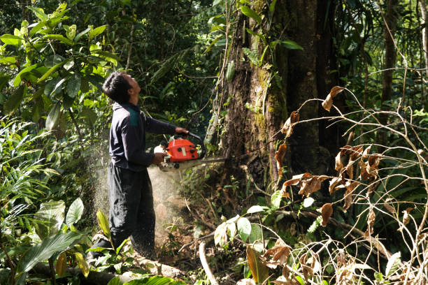Best Tree Risk Assessment  in Winton, CA